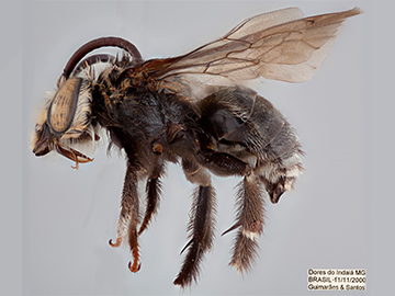 [Pachysvastra leucocephala male (lateral/side view) thumbnail]